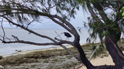 Green Island – Schnorcheln Great Barrier Reef