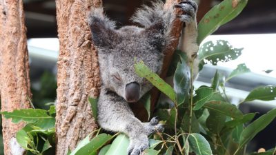 Rendezvous mit Koalas und Lichter der Großstadt
