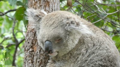 Sonja und die Koalas in freier Wildbahn
