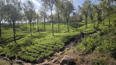Mit dem Kolonialzug zu den Teeplantagen