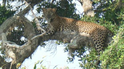 Yala NP – Finde den Leoparden