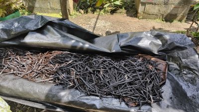 Alles dreht sich um die Vanille