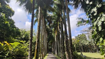 Pflanzenpracht, Zucker, Kaffee und Strand