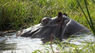 Wassersafari Chobe River