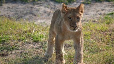 Chobe – auf der Suche nach den Löwen