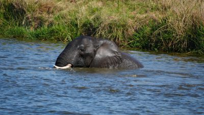 Neuer Tag – neue Tiere