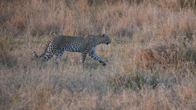 Hitzewelle im Kruger Nationalpark