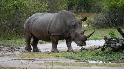 Eswatini – Dialog mit Nashörnern