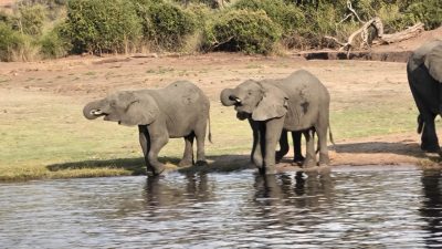 Chobe – Paradies am Fluss