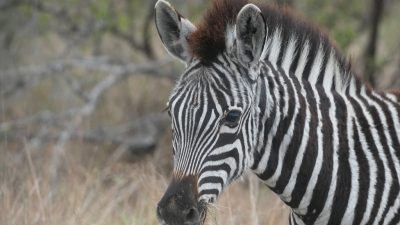 Safari – Zahlen – Daten – Fakten
