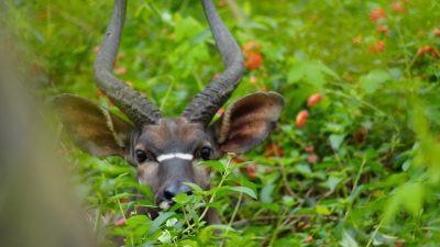 Wandersafari – Mlilwane